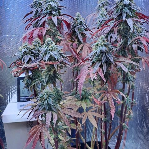 Lebrona growlog timeline photo