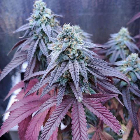 Lebrona growlog timeline photo