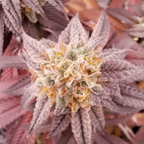 Lebrona growlog timeline photo