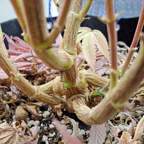 Lebrona growlog timeline photo