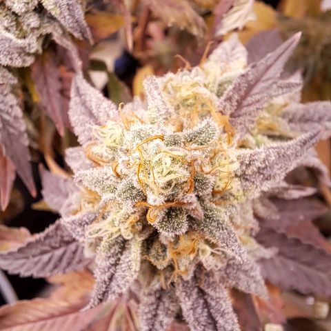 Lebrona growlog timeline photo