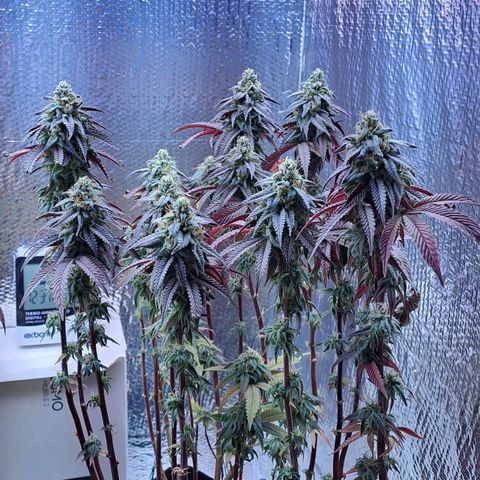 Lebrona growlog timeline photo