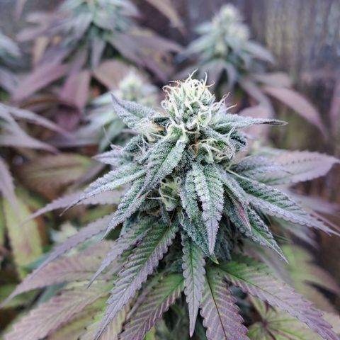 Lebrona growlog timeline photo