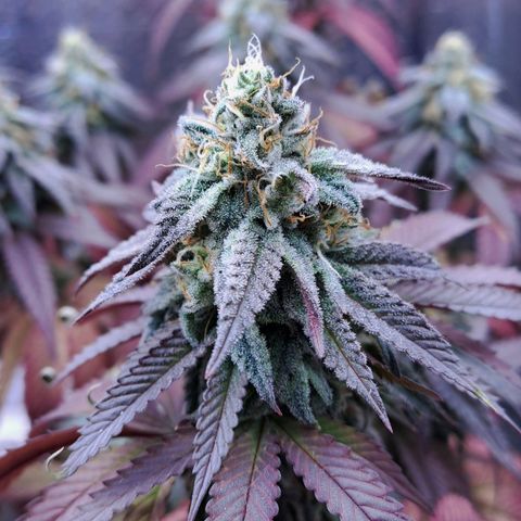 Lebrona growlog timeline photo
