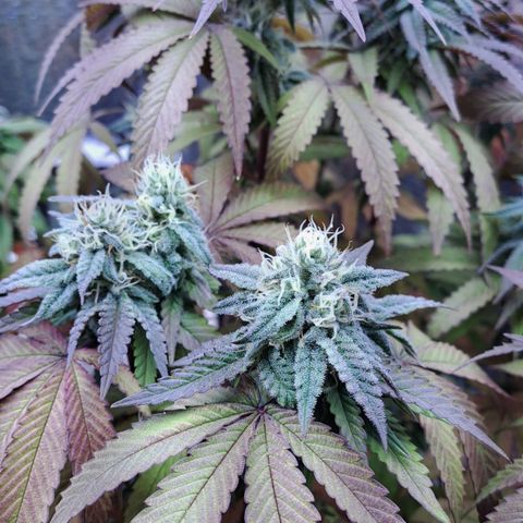 Lebrona growlog timeline photo