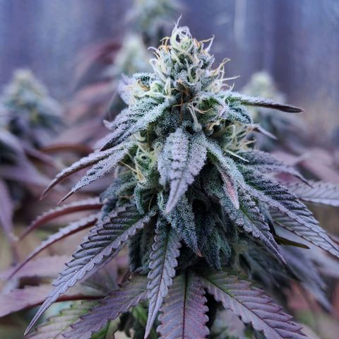 Lebrona growlog timeline photo