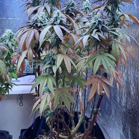 Lebrona growlog timeline photo