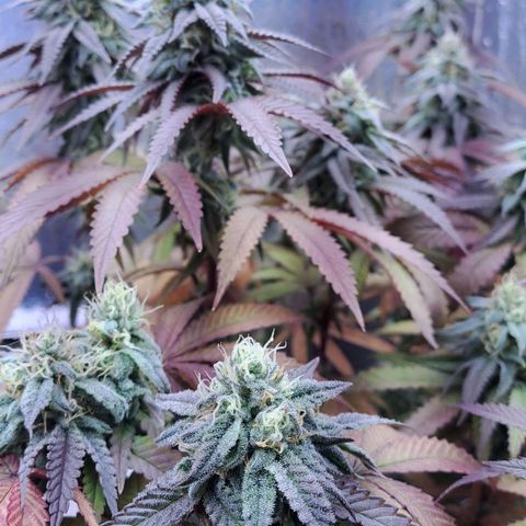 Lebrona growlog timeline photo
