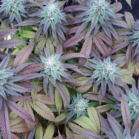Lebrona growlog timeline photo
