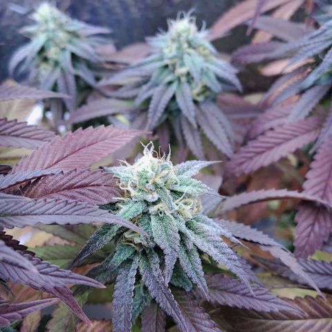 Lebrona growlog timeline photo