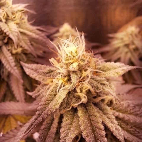 Lebrona growlog timeline photo