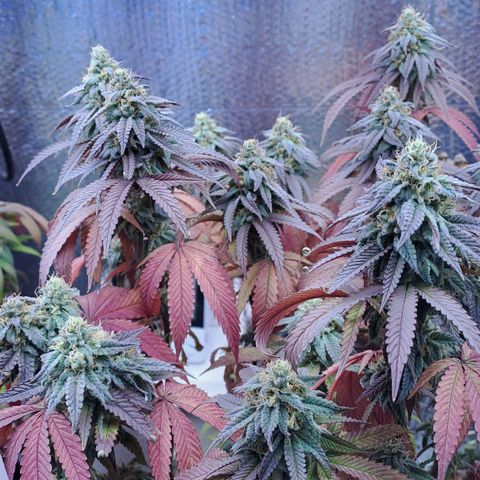 Lebrona growlog timeline photo