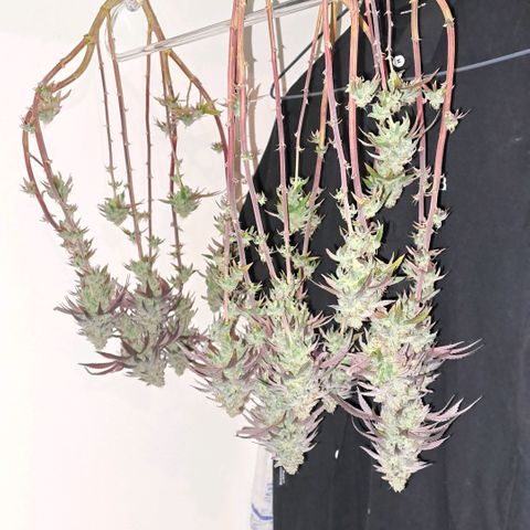 Lebrona growlog timeline photo