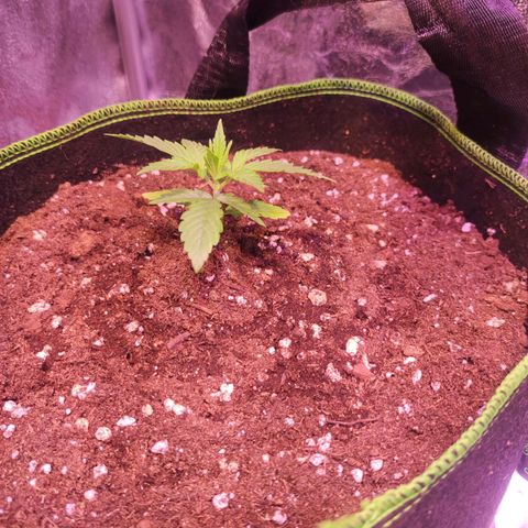 Kalashnikova  #1 growlog timeline photo