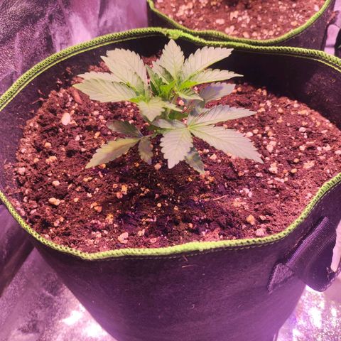 Kalashnikova  #2 growlog timeline photo