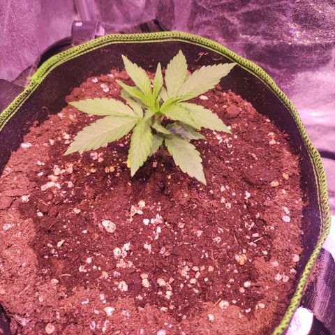 Kalashnikova  #1 growlog timeline photo