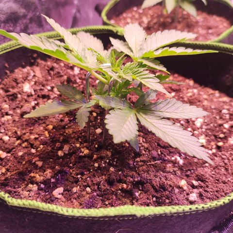 Kalashnikova  #2 growlog photo: Lst begonnen 