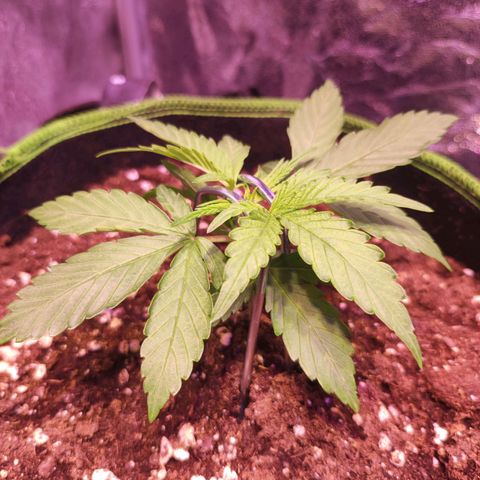 Kalashnikova  #1 growlog photo: Lst begonnen