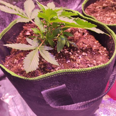 Kalashnikova  #2 growlog timeline photo