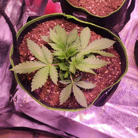 Kalashnikova  #2 growlog timeline photo
