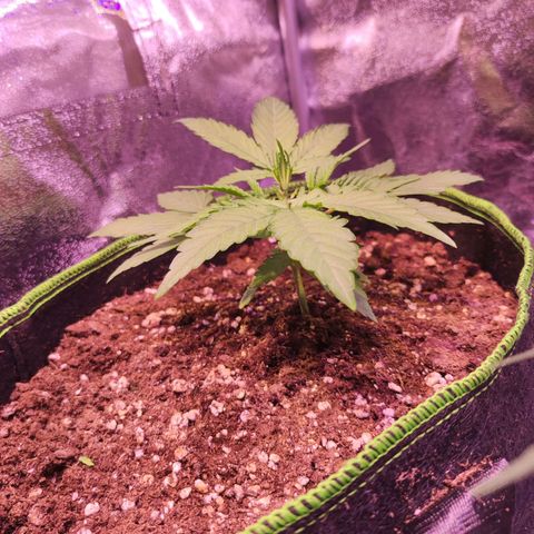 Kalashnikova  #1 growlog timeline photo
