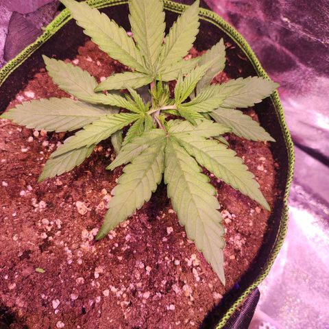 Kalashnikova  #1 growlog timeline photo