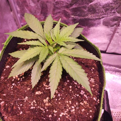 Kalashnikova  #1 growlog timeline photo