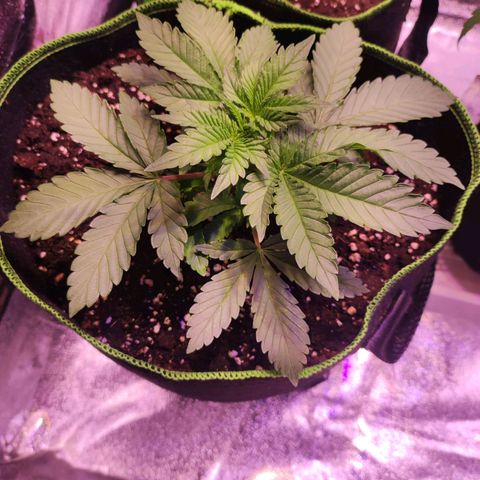 Kalashnikova  #2 growlog timeline photo
