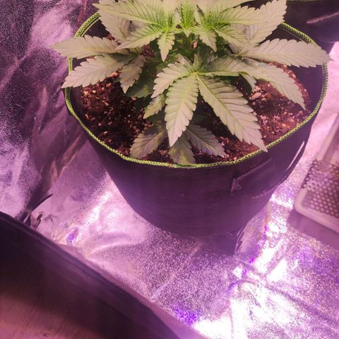 Kalashnikova  #2 growlog timeline photo