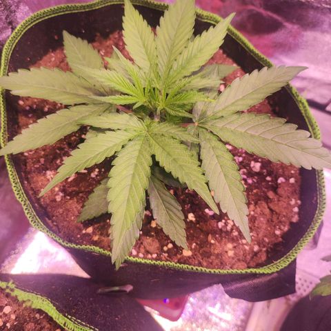 Kalashnikova  #1 growlog timeline photo