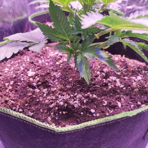 Kalashnikova  #2 growlog timeline photo