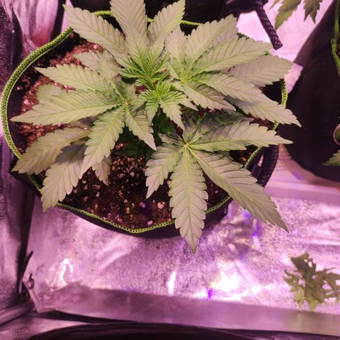 Kalashnikova  #2 growlog timeline photo
