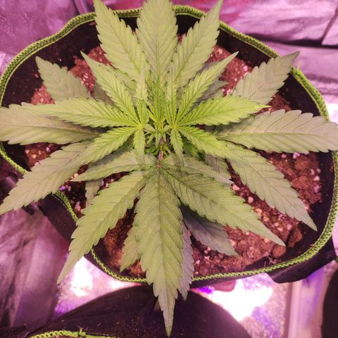 Kalashnikova  #1 growlog timeline photo
