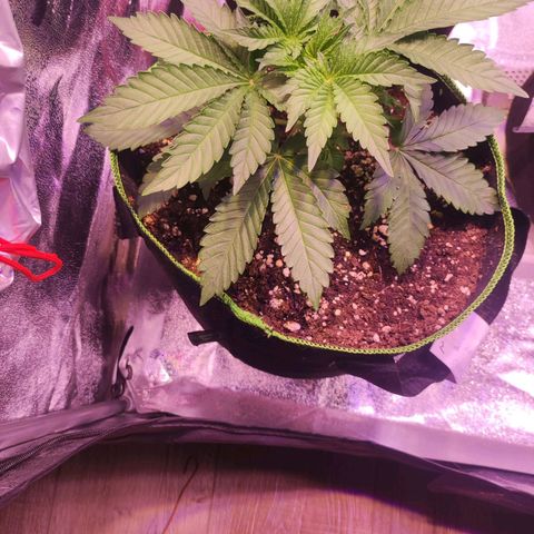 Kalashnikova  #2 growlog photo: Versuch gestartet die seitlichen Triebe auf eine Seite zu holen