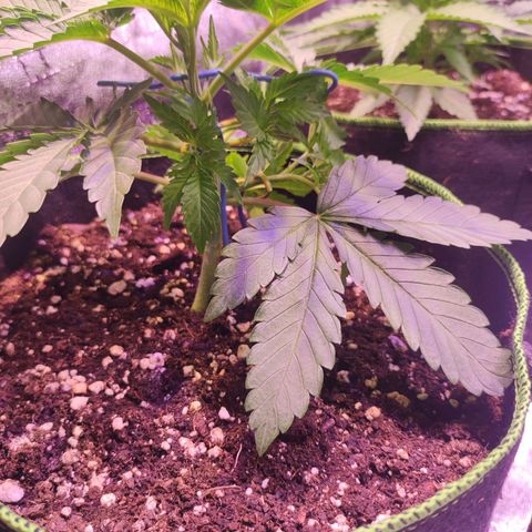 Kalashnikova  #2 growlog photo: Versuch gestartet die seitlichen Triebe auf eine Seite zu holen