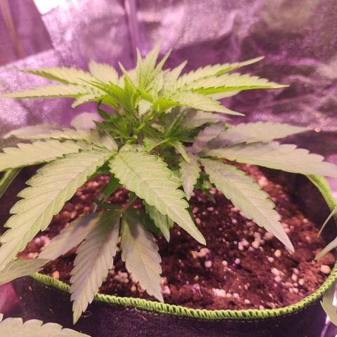 Kalashnikova  #1 growlog photo: Wächst in ihrer natürlichen Form einfach weiter