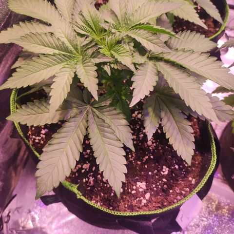 Kalashnikova  #2 growlog timeline photo