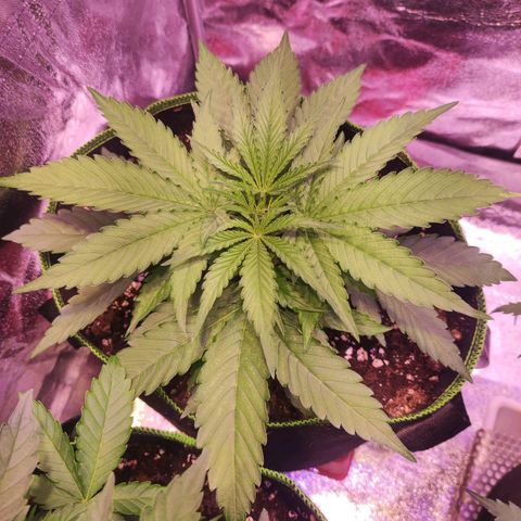 Kalashnikova  #1 growlog timeline photo