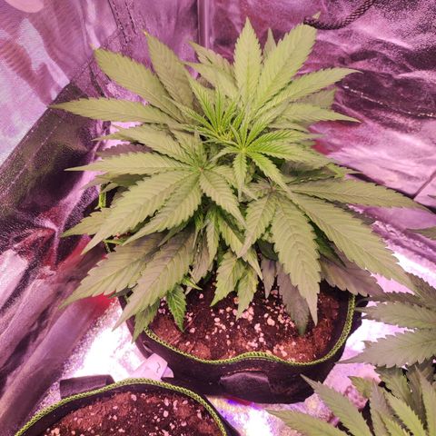 Kalashnikova  #1 growlog timeline photo