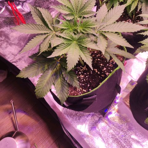 Kalashnikova  #2 growlog timeline photo
