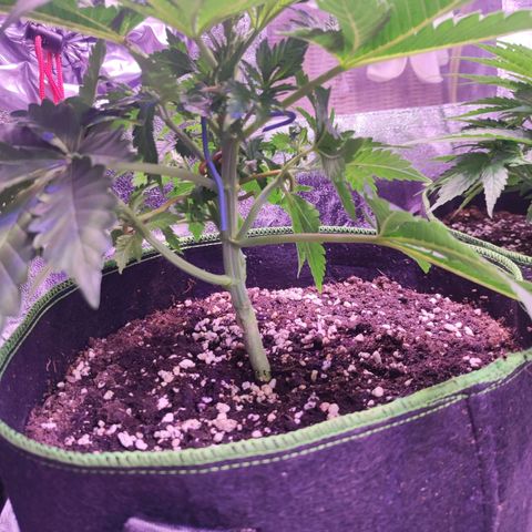 Kalashnikova  #2 growlog timeline photo