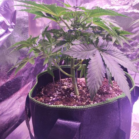 Kalashnikova  #2 growlog timeline photo
