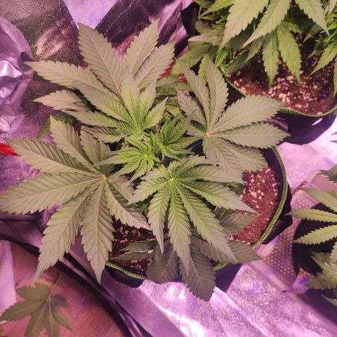 Kalashnikova  #2 growlog timeline photo