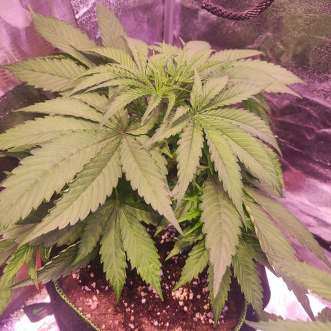 Kalashnikova  #1 growlog timeline photo