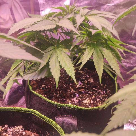 Kalashnikova  #1 growlog timeline photo
