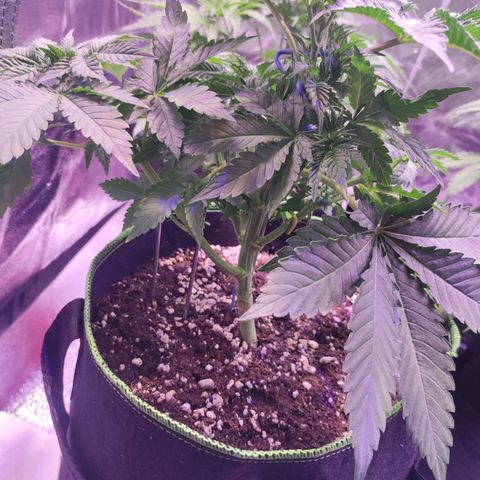 Kalashnikova  #2 growlog timeline photo
