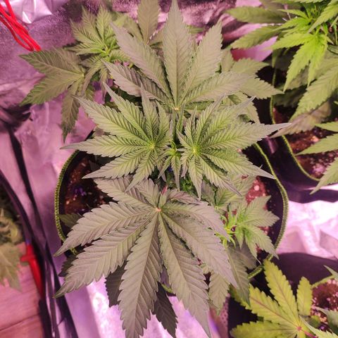 Kalashnikova  #2 growlog timeline photo