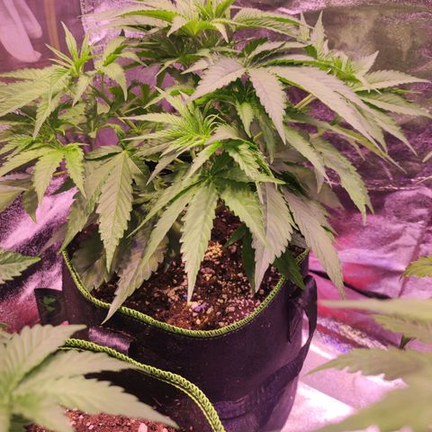 Kalashnikova  #1 growlog timeline photo