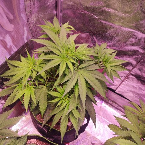 Kalashnikova  #1 growlog timeline photo