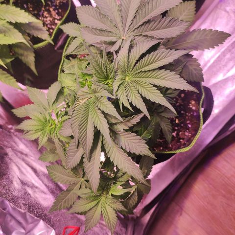 Kalashnikova  #2 growlog timeline photo